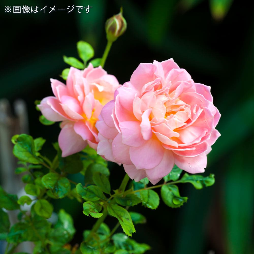 薔薇 フェリシア 接木苗【花苗 4号／1個売り】｜ 【植物のITANSE