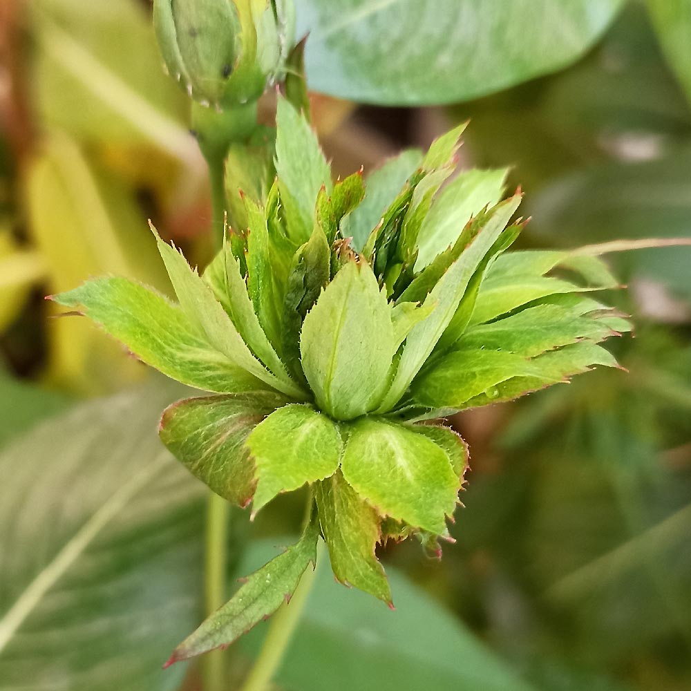 薔薇 グリーンローズ 接木苗【花苗 4号／1個売り】