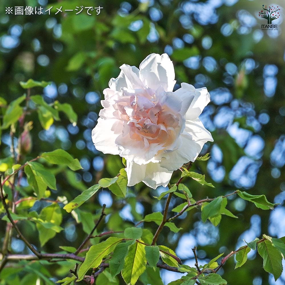 薔薇 ブラッシュ ノアゼット 接木苗【花苗 4号／1個売り】｜ 【植物の