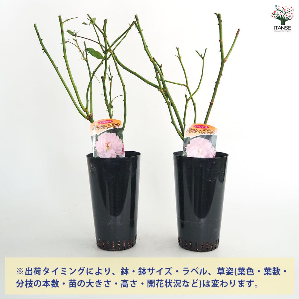 薔薇 ブラッシュ ノアゼット 接木苗【花苗 4号／1個売り】｜ 【植物の