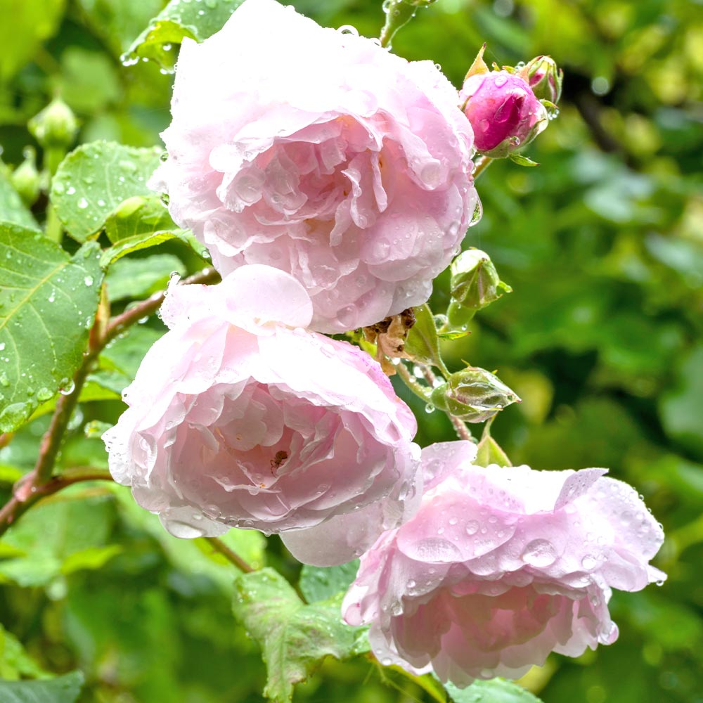 薔薇 ブラッシュ ノアゼット 接木苗【花苗 4号／1個売り】｜ 【植物の