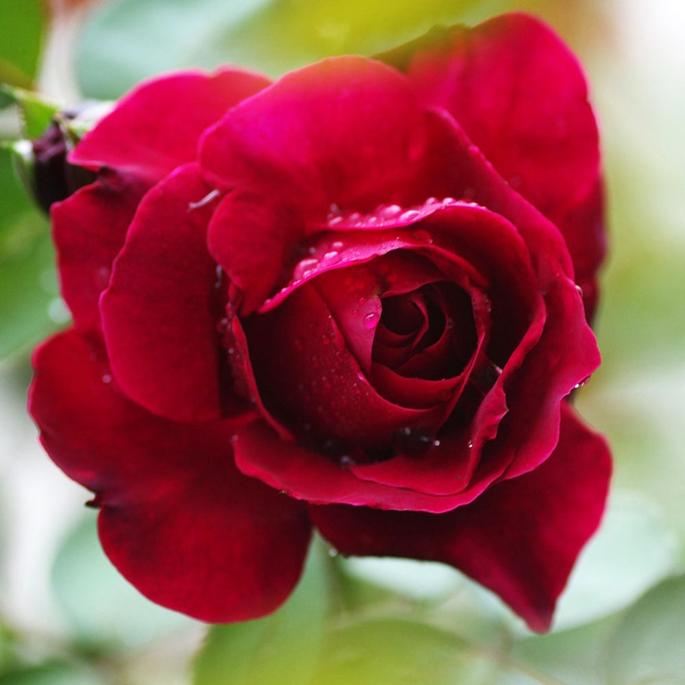 薔薇 フランシス デュブリュイ 接木苗【花苗 4号／1個売り】