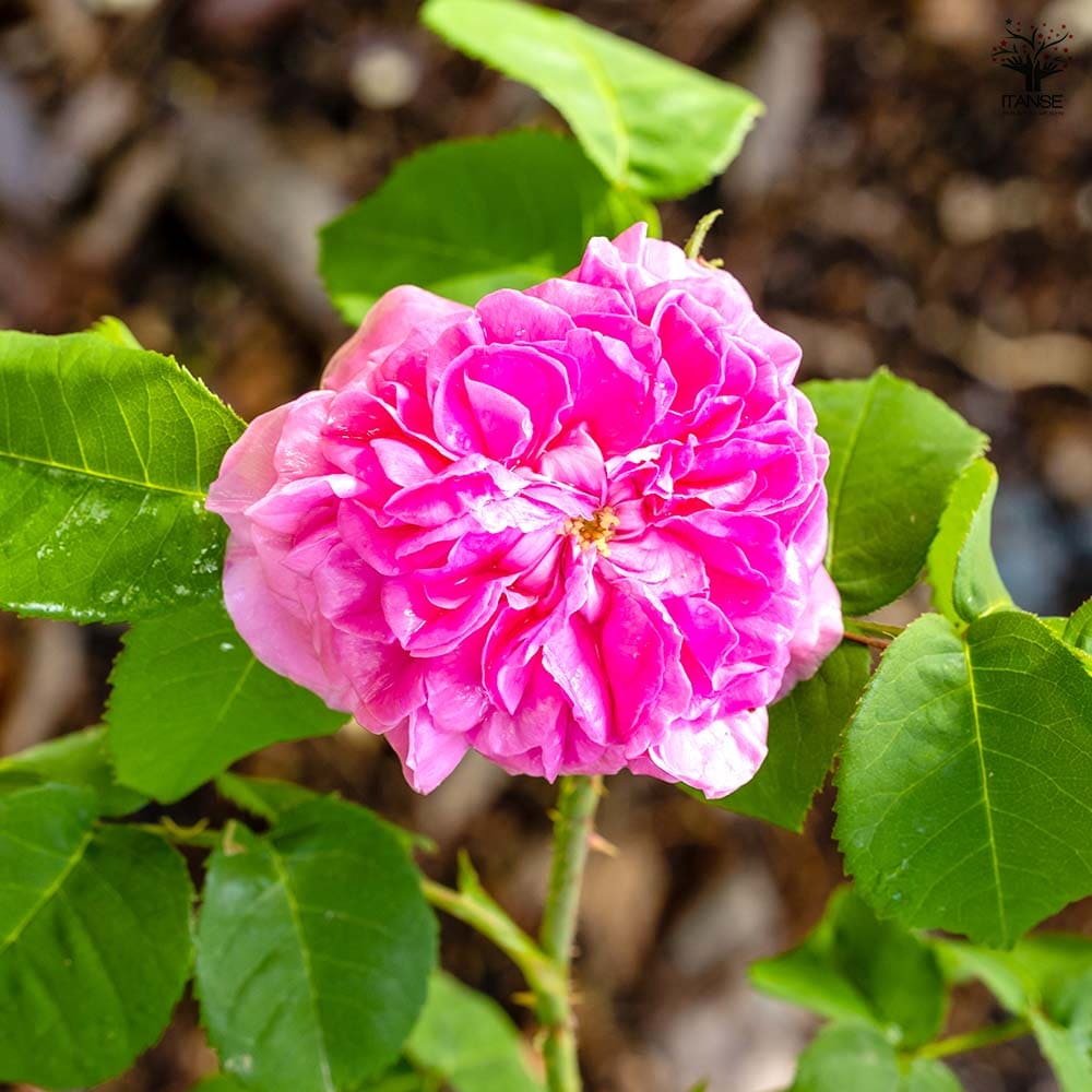 薔薇 ミセス ジョンレイン 接木苗【花苗 4号／1個売り】｜ 【植物の