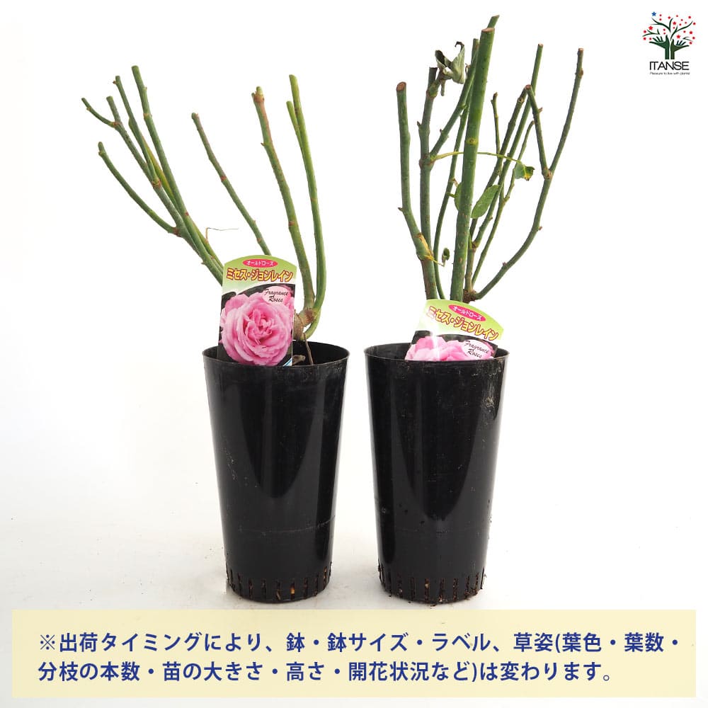 薔薇 ミセス ジョンレイン 接木苗【花苗 4号／1個売り】｜ 【植物の