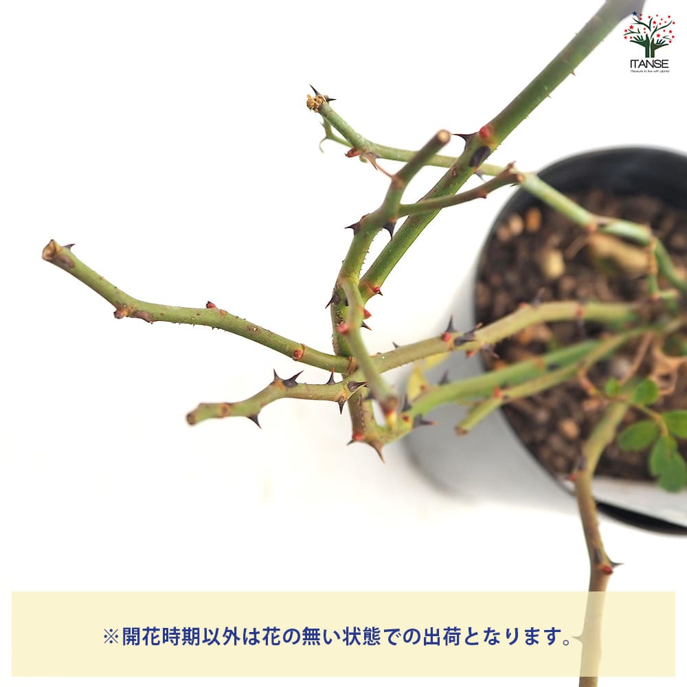 薔薇 一棒粉(イーパンフェン) 接木苗【花苗 4号／1個売り】｜ 【植物の