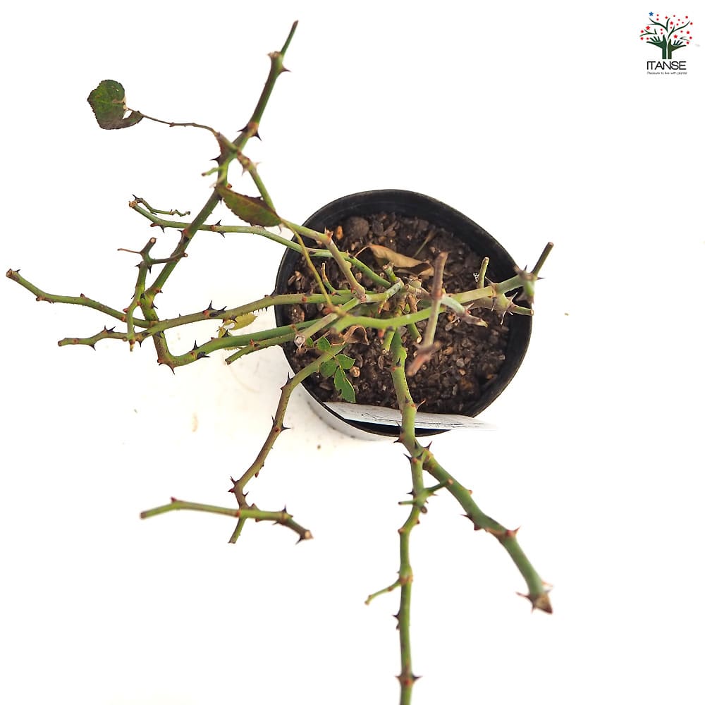 薔薇 一棒粉(イーパンフェン) 接木苗【花苗 4号／1個売り】｜ 【植物の