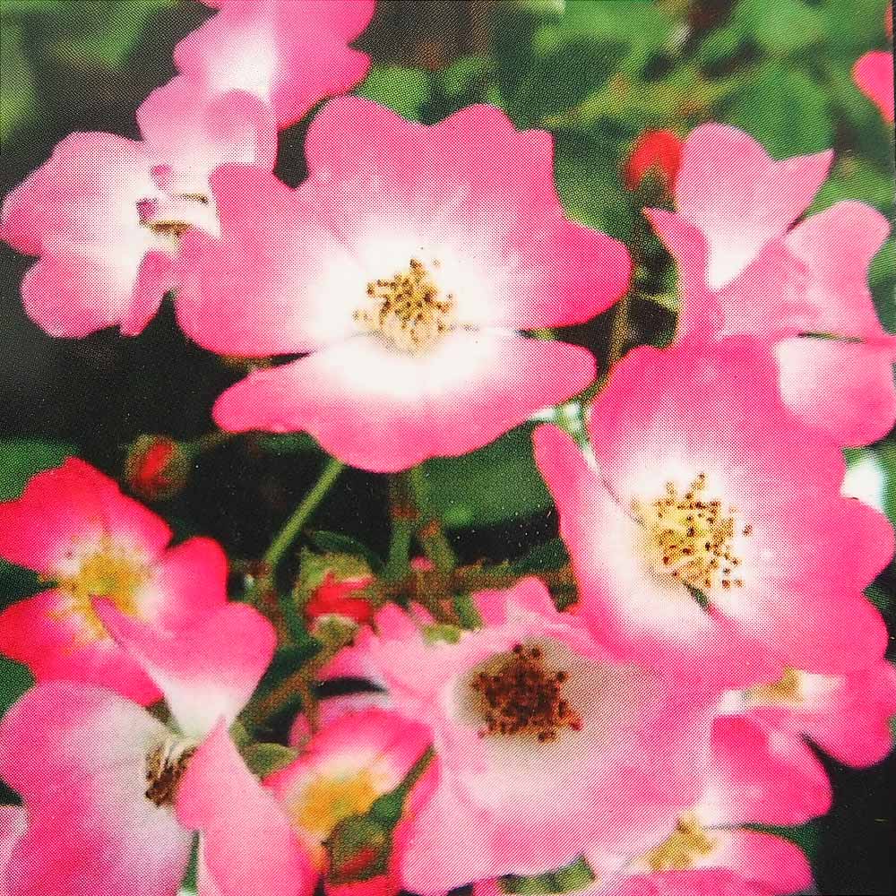 薔薇 一棒粉(イーパンフェン) 接木苗【花苗 4号／1個売り】