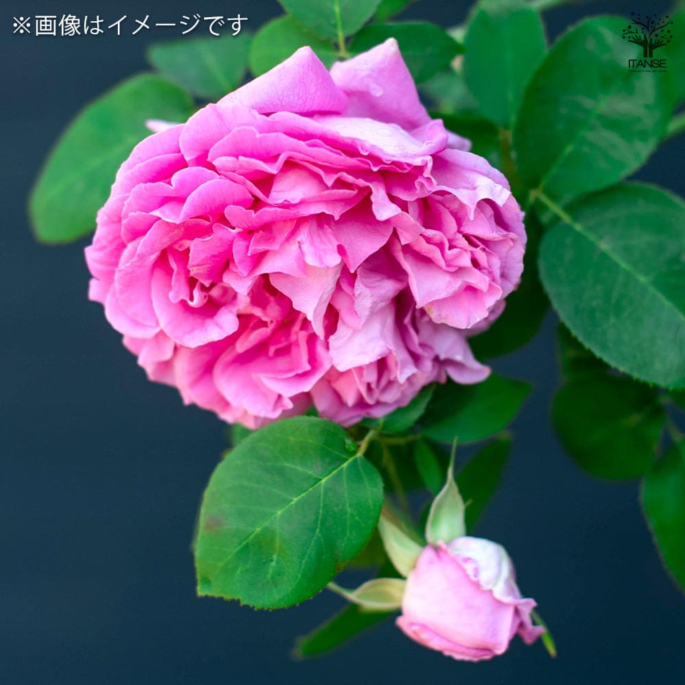 薔薇 ポール ネイロン 接木苗【花苗 4号／1個売り】｜ 【植物の