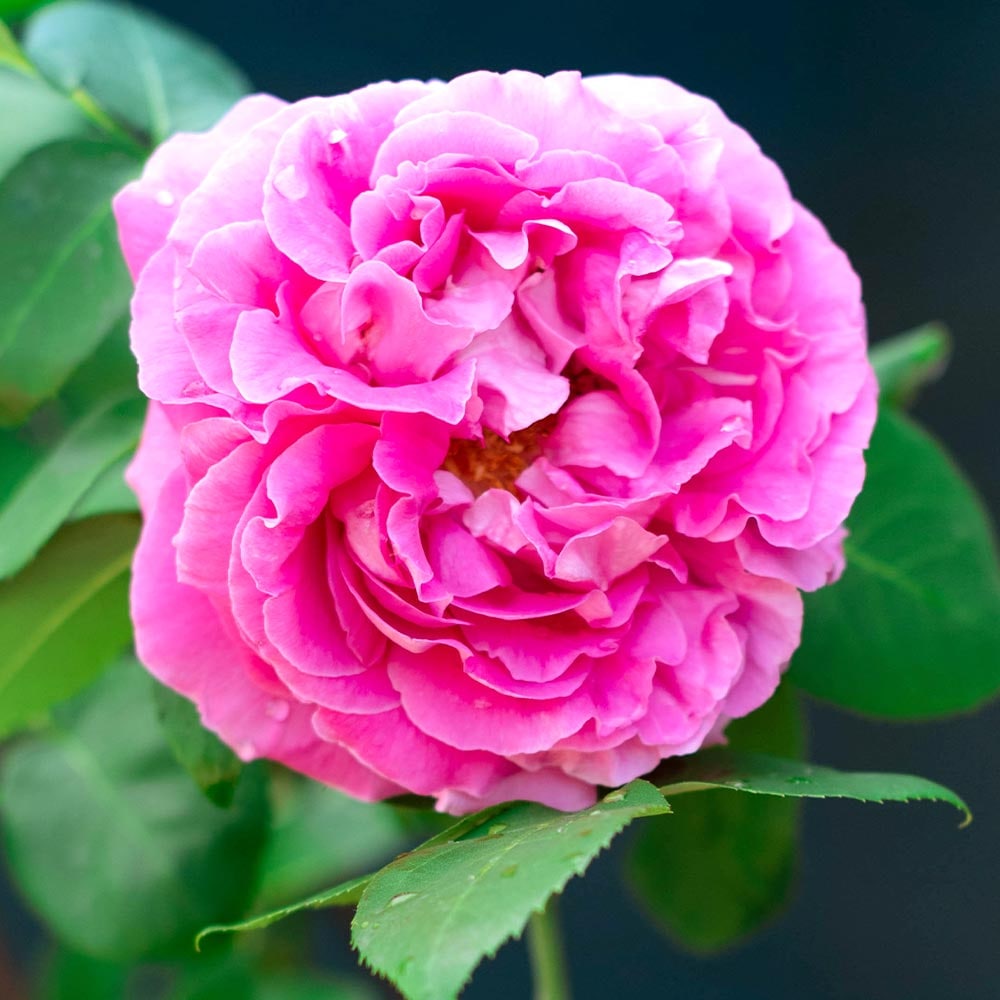 薔薇 ポール ネイロン 接木苗【花苗 4号／1個売り】