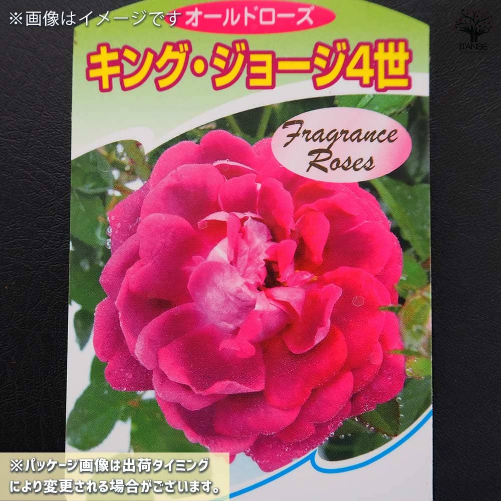 薔薇 キングジョージ4世 接木苗【花苗 4号／1個売り】｜ 【植物の