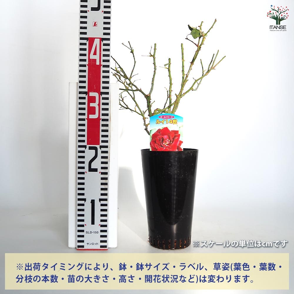 薔薇 ルイ14世 接木苗【花苗 4号／1個売り】｜ 【植物のITANSE