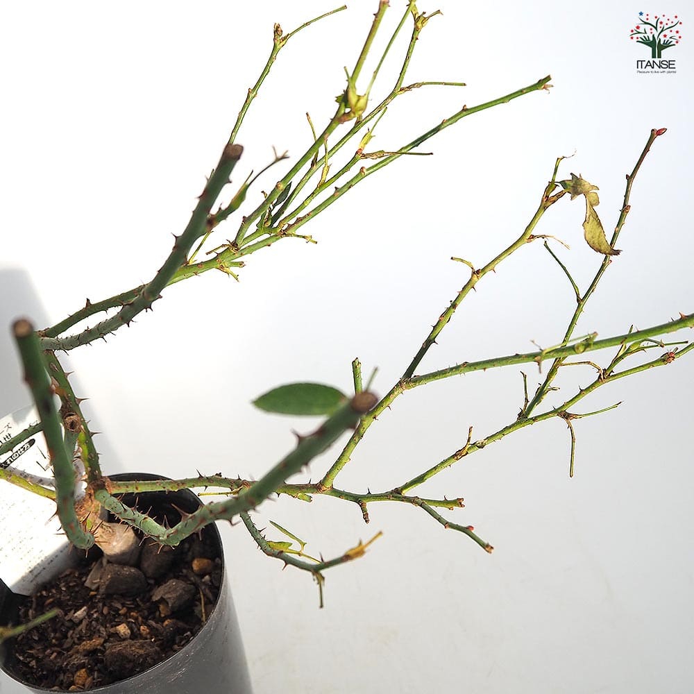 薔薇 ルイ14世 接木苗【花苗 4号／1個売り】｜ 【植物のITANSE