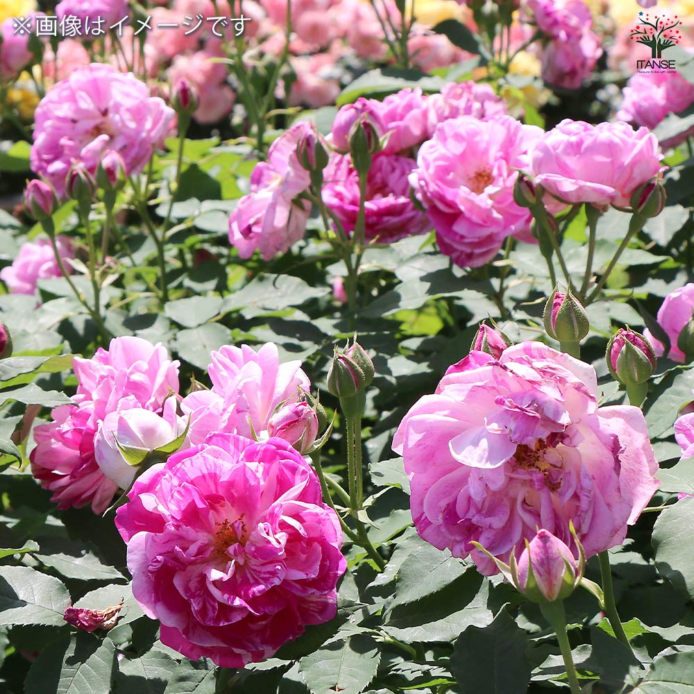 薔薇 オノリーヌ ド ブラバン 接木苗【花苗 4号／1個売り】｜ 【植物の