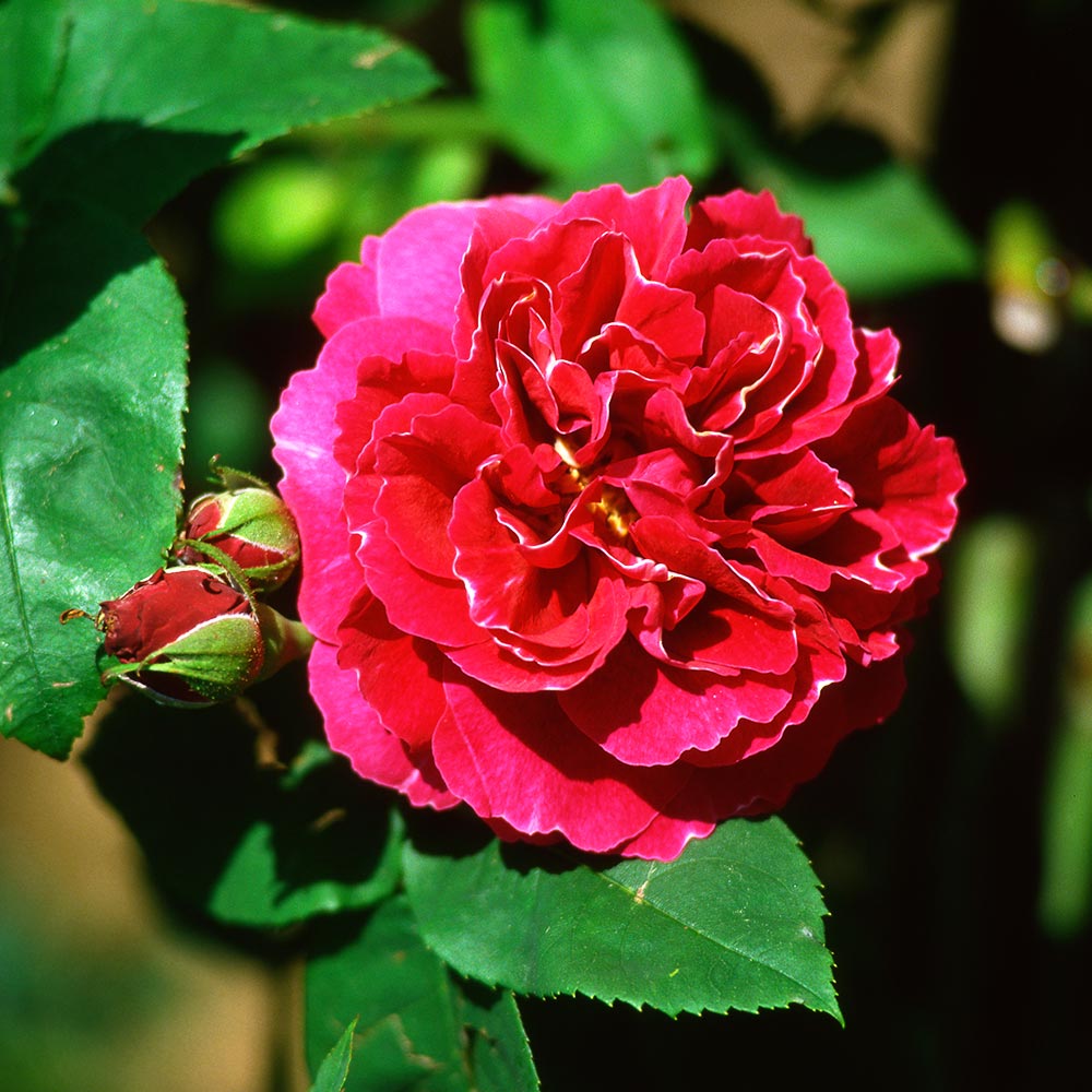 薔薇 バロン ジロー ドゥ ラン 接木苗【花苗 4号／1個売り】