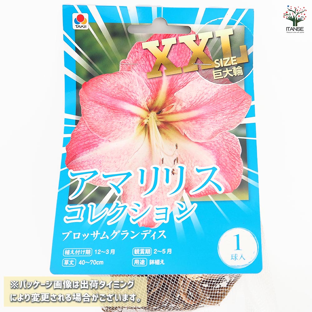 球根 アマリリス ブロッサムグランディス 【花球根 1球／1個売り