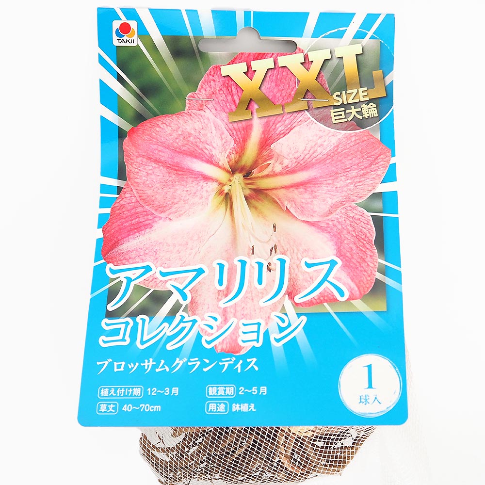 球根 アマリリス ブロッサムグランディス 【花球根 1球／1個売り