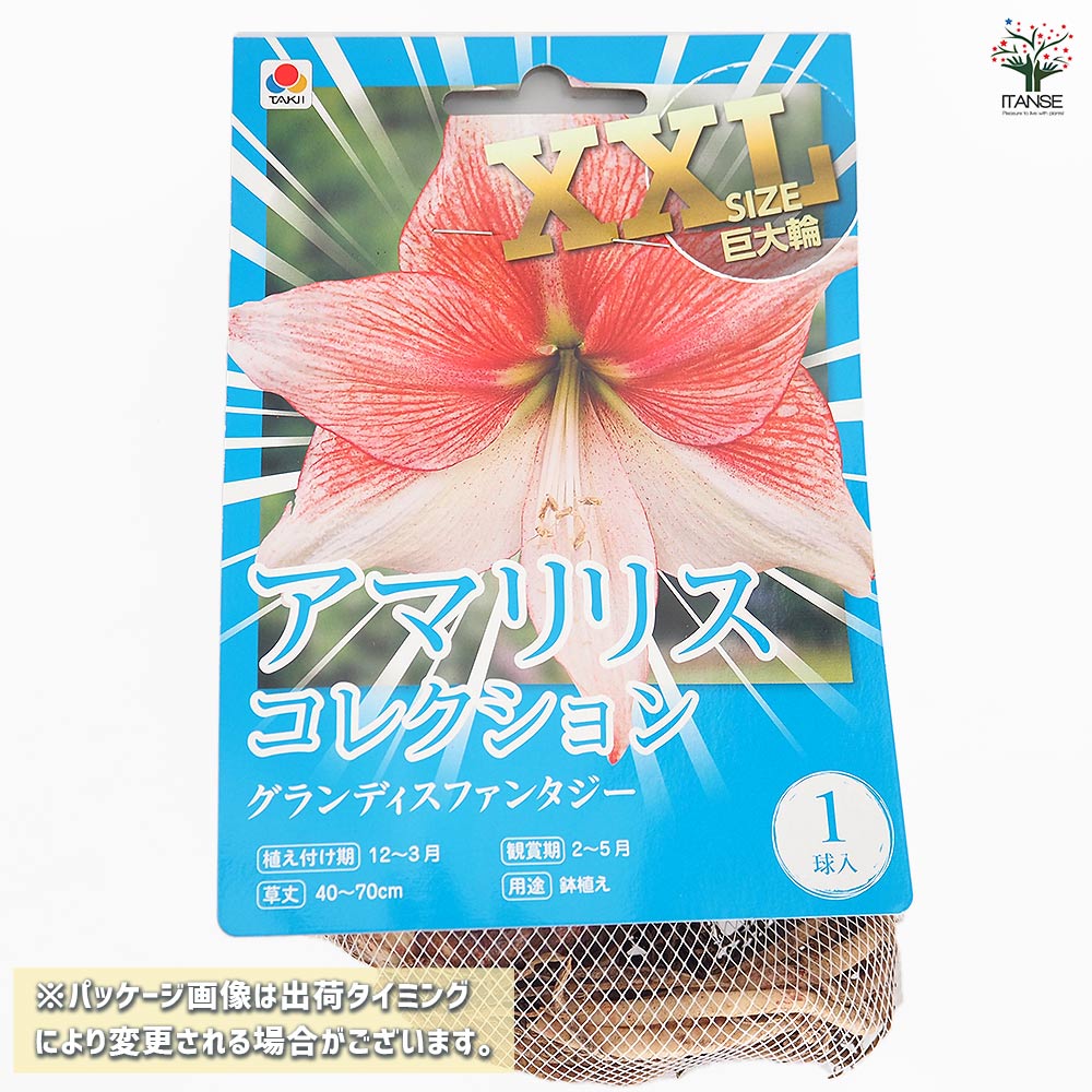 アマリリスさん 佐藤千鶴 | これは2年前のアマリリス🌸🌸 今年も咲きました