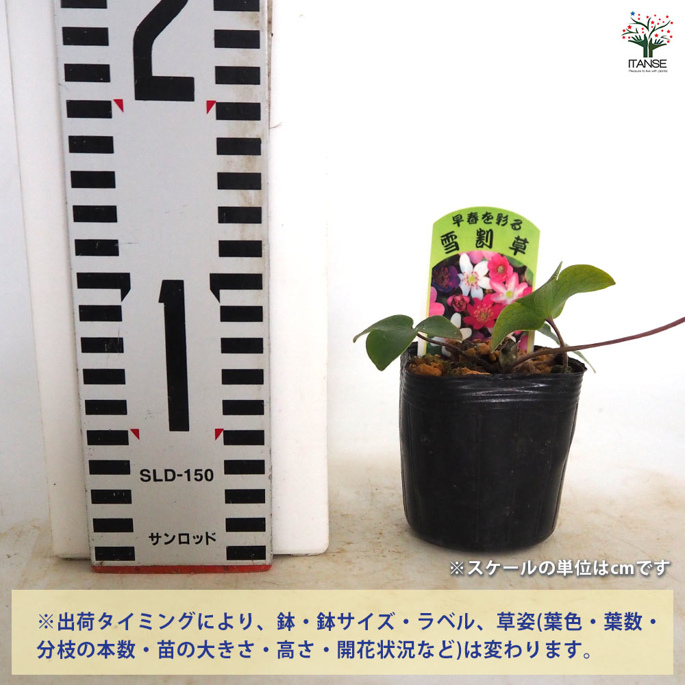 雪割草 【花苗 2.5～3.5号】｜ 【植物のITANSE】全品送料無料