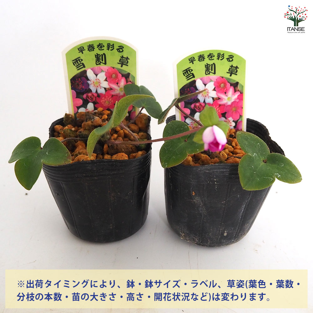 雪割草 【花苗 2.5～3.5号】｜ 【植物のITANSE】全品送料無料