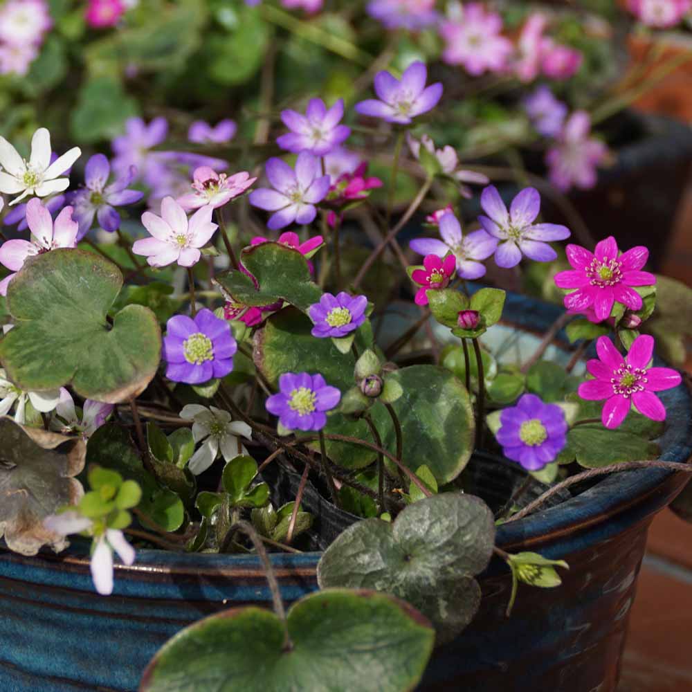 雪割草 【花苗 3.5号】