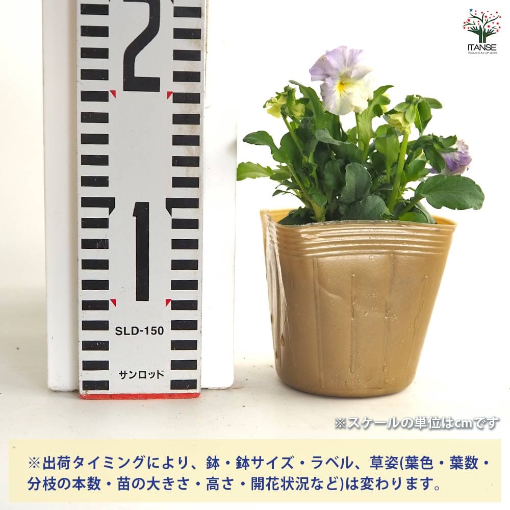 ビオラ チャイニーズブルー色見計らい3個～ 【花苗 3.5号】｜ 【植物の