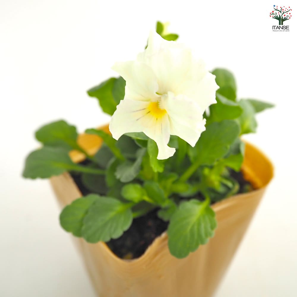ビオラ チャイニーズブルー色見計らい3個～ 【花苗 3.5号】｜ 【植物の