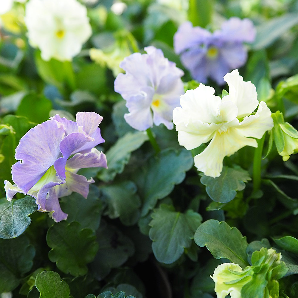 ビオラ チャイニーズブルー色見計らい3個～ 【花苗 3.5号】