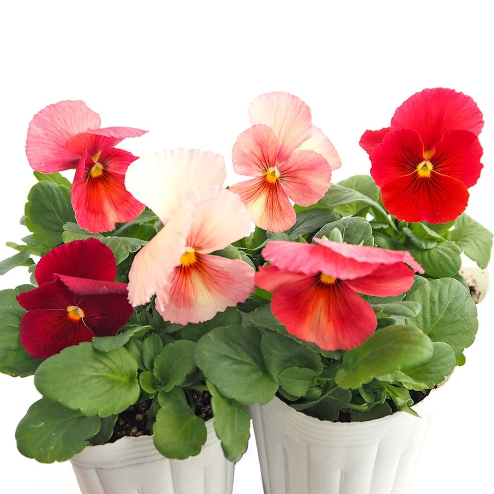 パンジー キューティー アプリコットMIX3個～ 【花苗 3号】