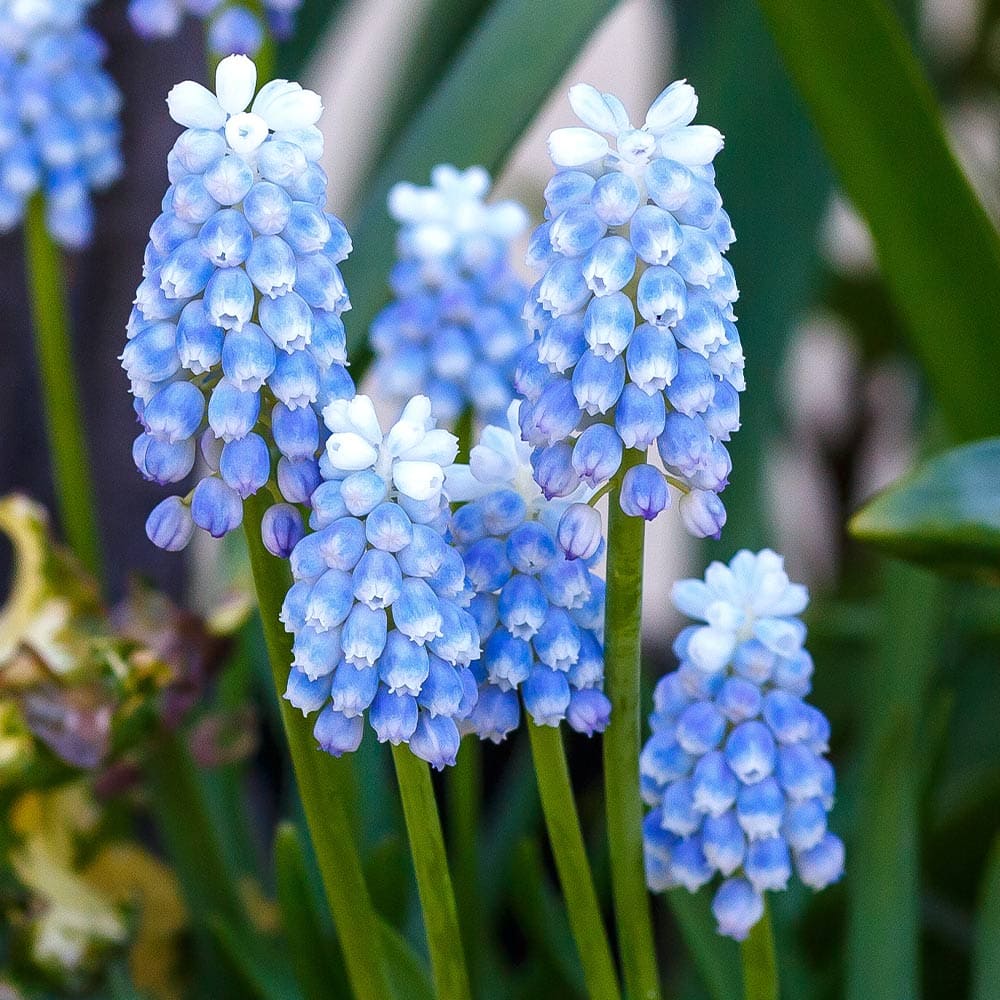 ムスカリ ブルーマジック 【花苗 2.5号】