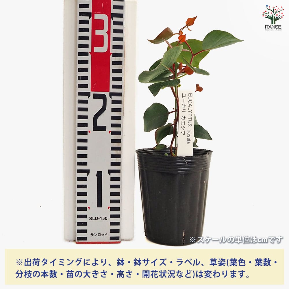 ユーカリ カエシア 【花木苗 3.5号】｜ 【植物のITANSE】全品