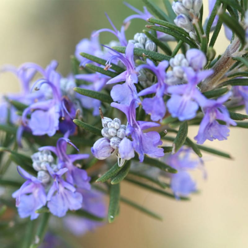 ローズマリー マリンブルー【ハーブ苗 7号鉢／1個】｜ 【植物の