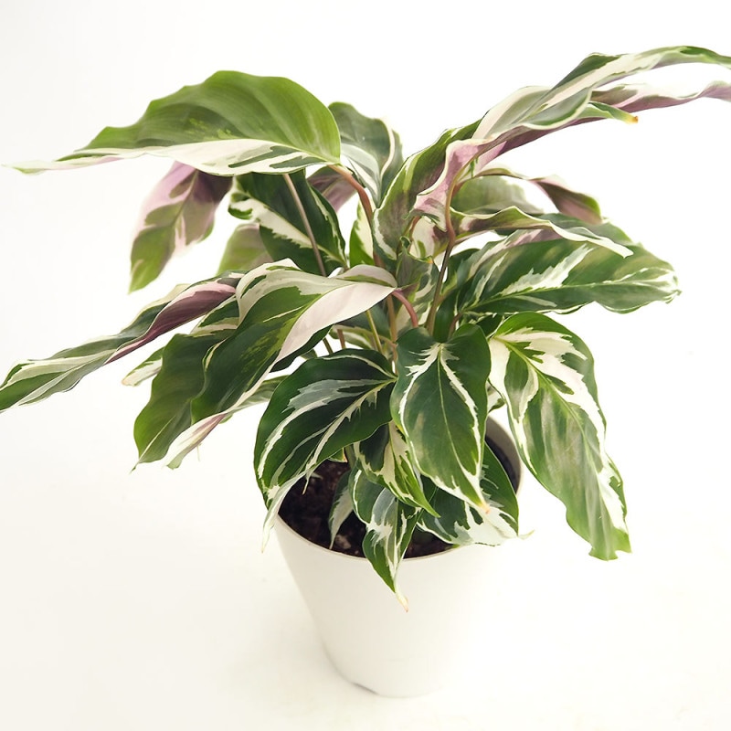 ティテュバンス錦 【多肉植物 2.5号／1個売り】｜ 【植物の