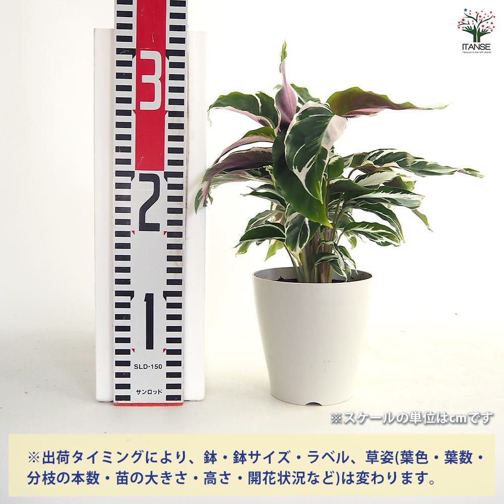 カラテア ホワイトフュージョン 【観葉植物 4号】｜ 【植物の