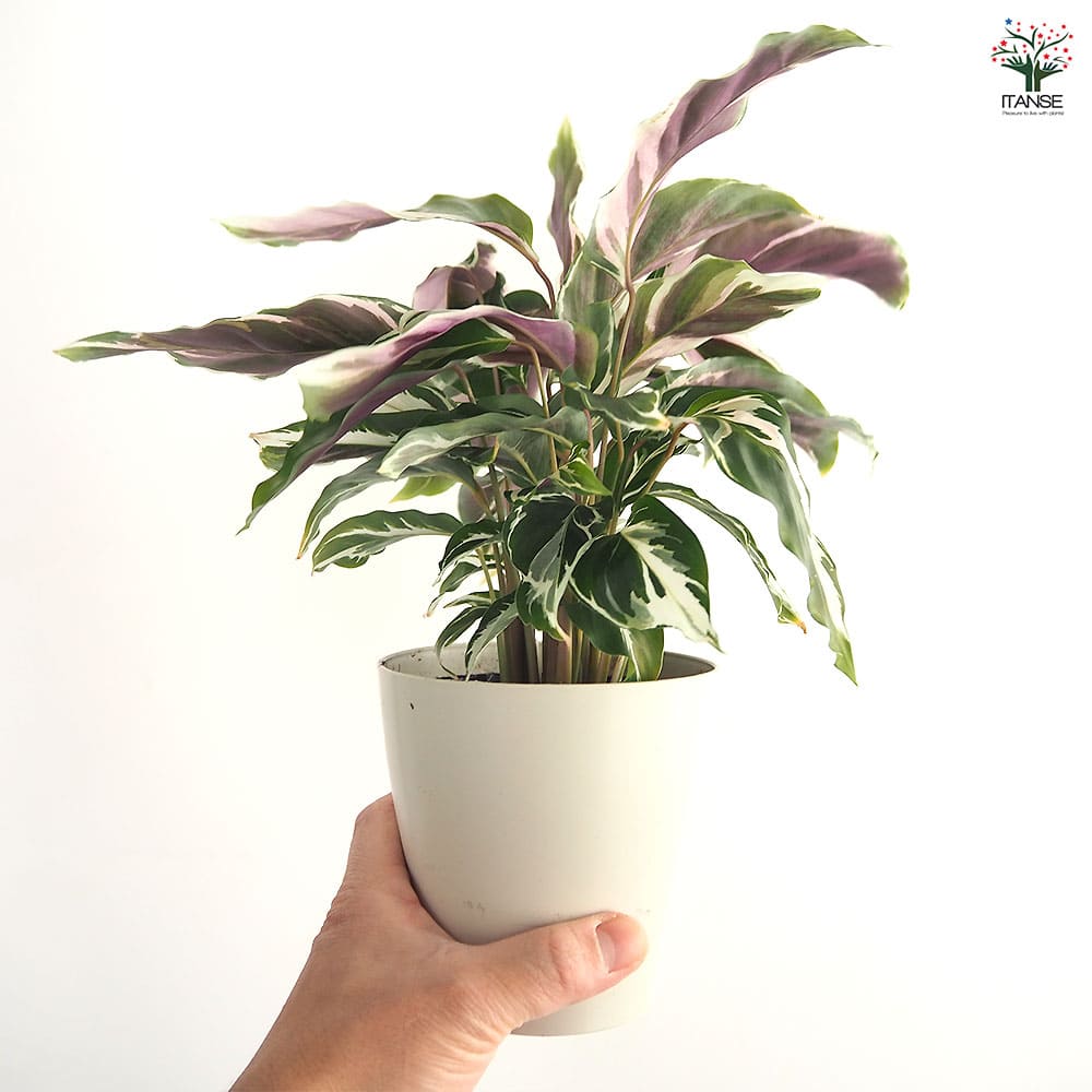 カラテア ホワイトフュージョン 【観葉植物 4号】｜ 【植物の