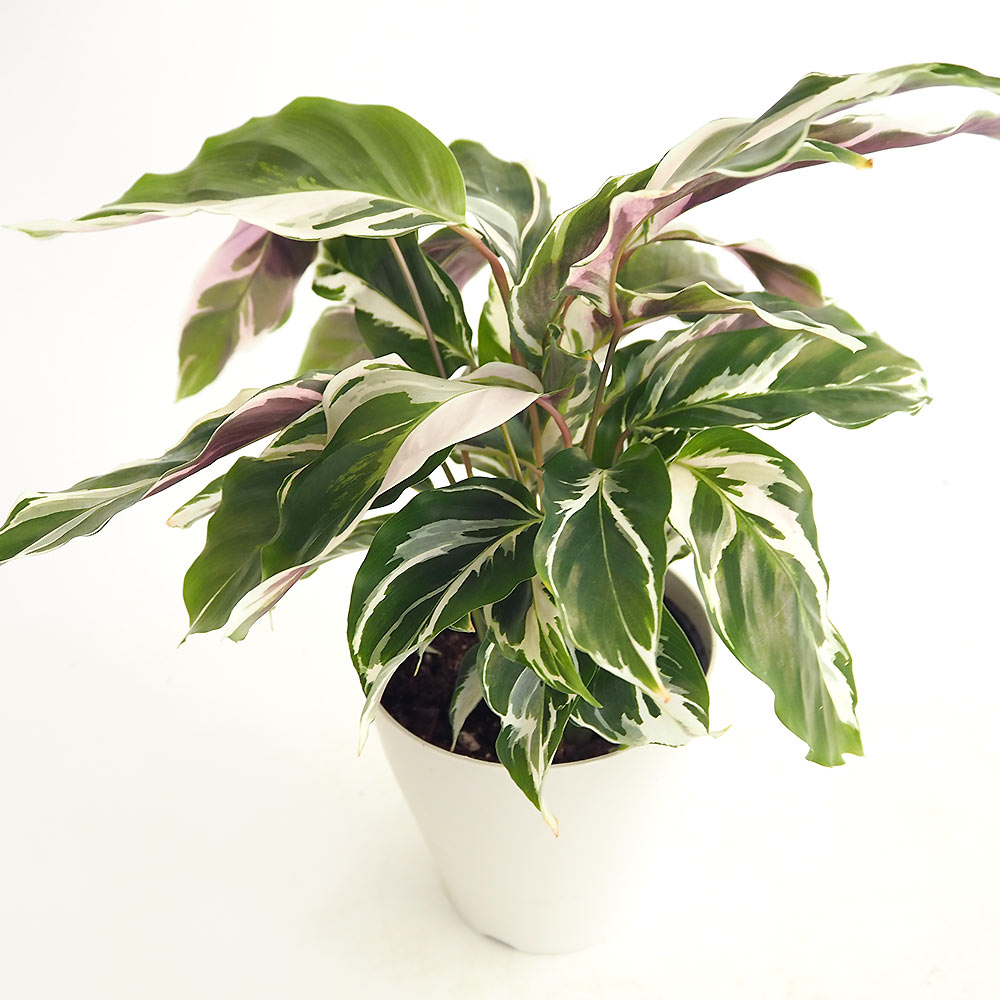 カラテア ホワイトフュージョン 【観葉植物 4号】