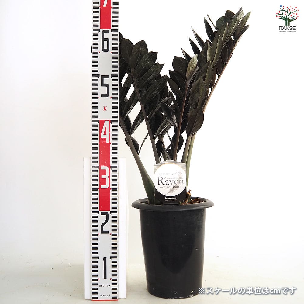 ザミオクルカス レイブン 【観葉植物 6号／1個売り】｜ 【植物の
