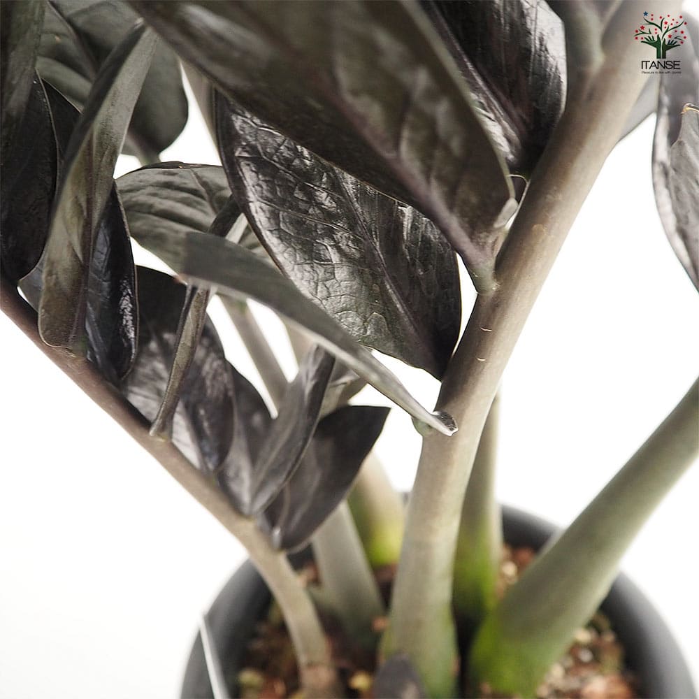 ザミオクルカス レイブン 【観葉植物 6号／1個売り】｜ 【植物の