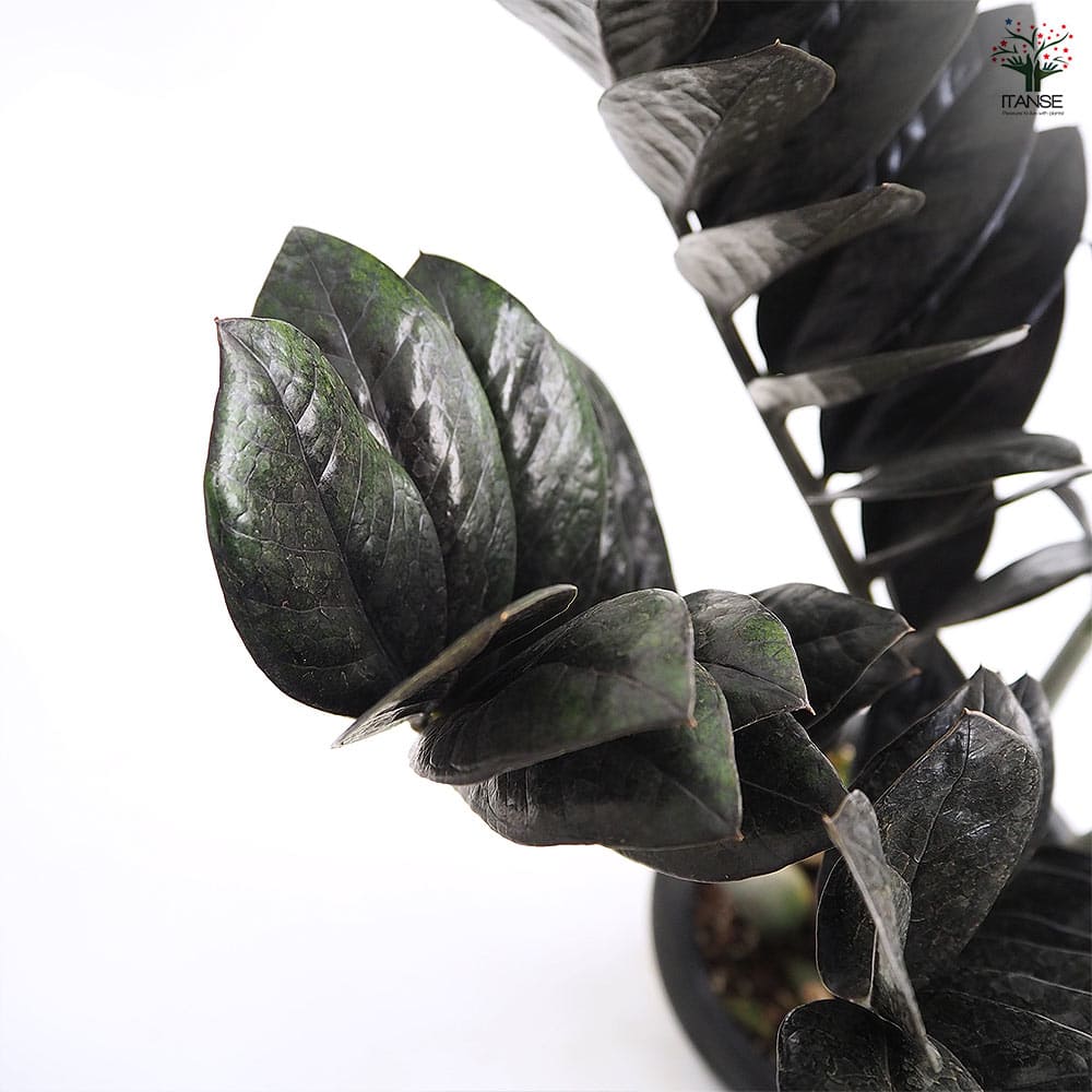 ザミオクルカス レイブン 【観葉植物 6号／1個売り】｜ 【植物の