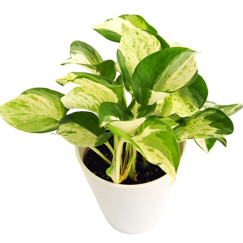 ポトス ステータス吊り 【観葉植物 5号／1個売り】｜ 【植物の