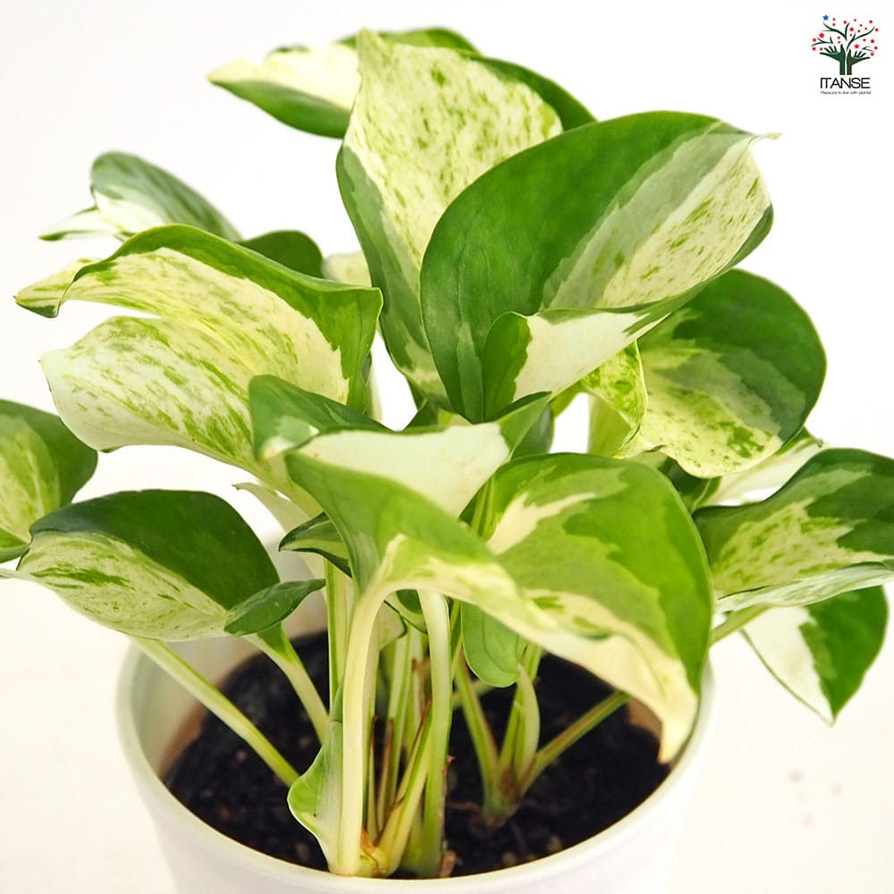 ポトス ステータス 【観葉植物 4号】｜ 【植物のITANSE】全品