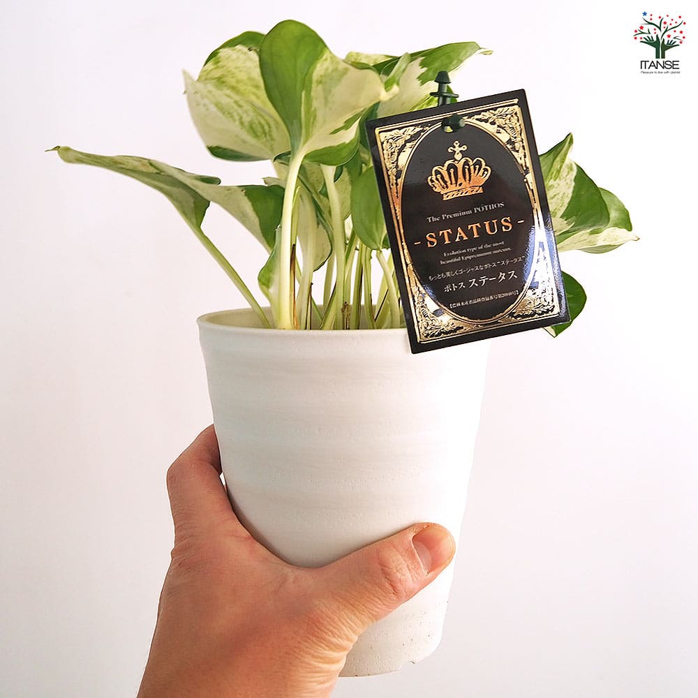 ポトス ステータス 【観葉植物 4号】｜ 【植物のITANSE】全品