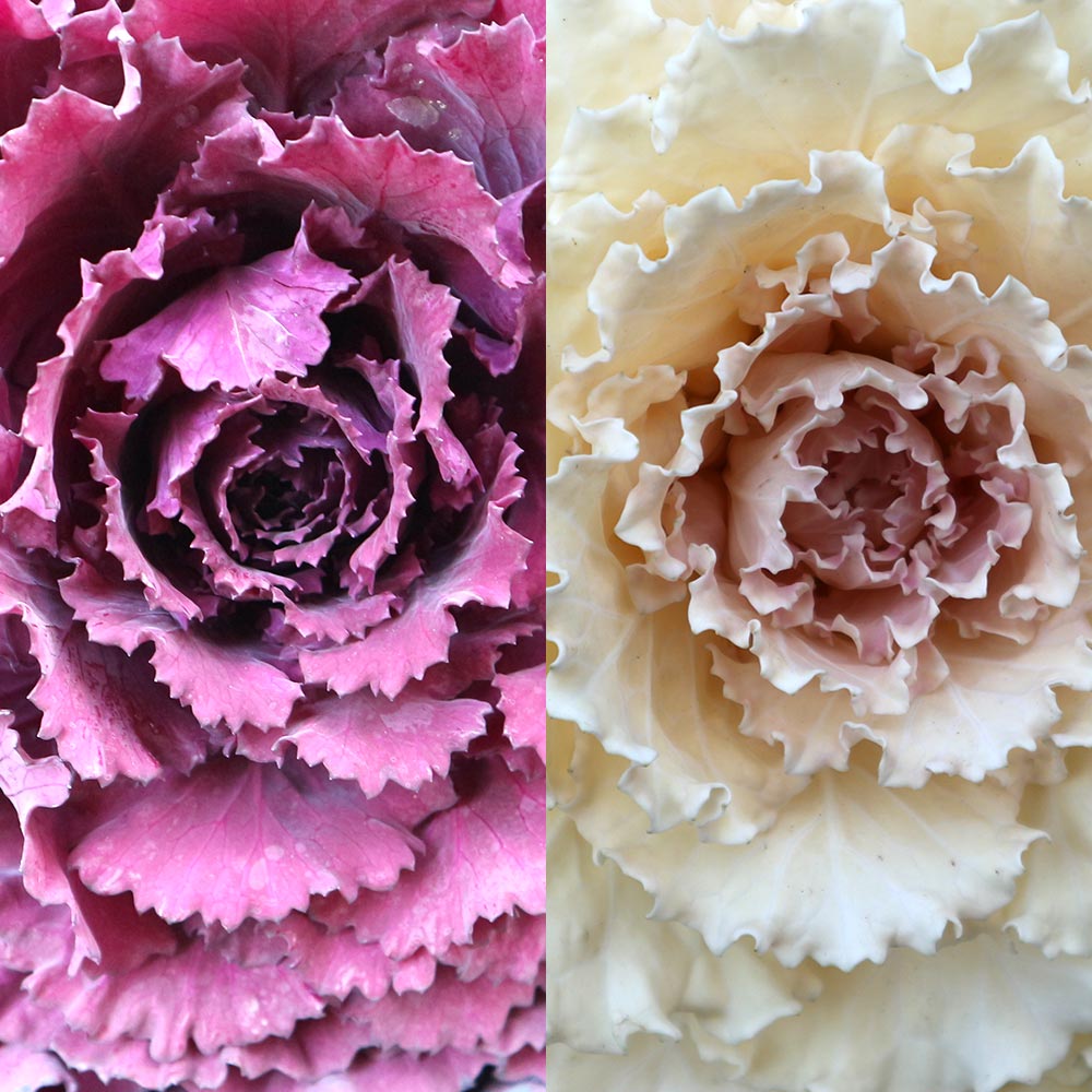 葉ボタン 丸葉 紅白各1個～ 【花苗 根引き苗】