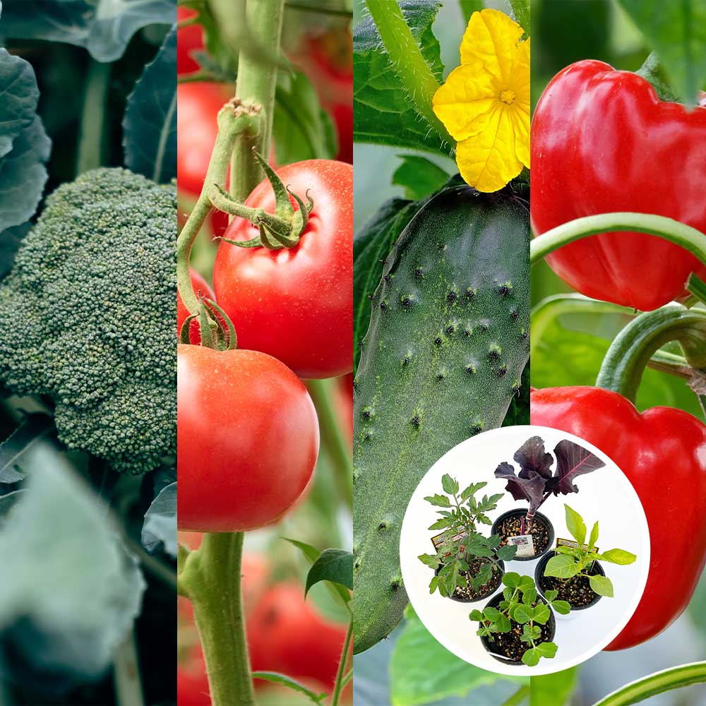 おまかせ野菜セット【野菜の苗 3.5号】