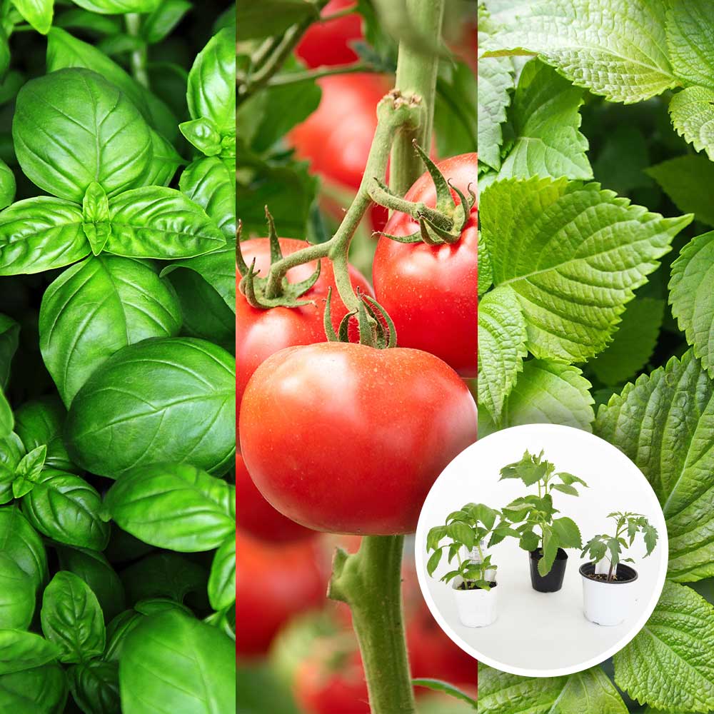 コンパニオンプランツセット【野菜の苗 3.5号】