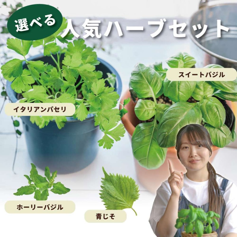 おまかせセット|【植物のITANSE】全品送料無料・即出荷! おまかせセット|【植物のITANSE】全品送料無料・即出荷!