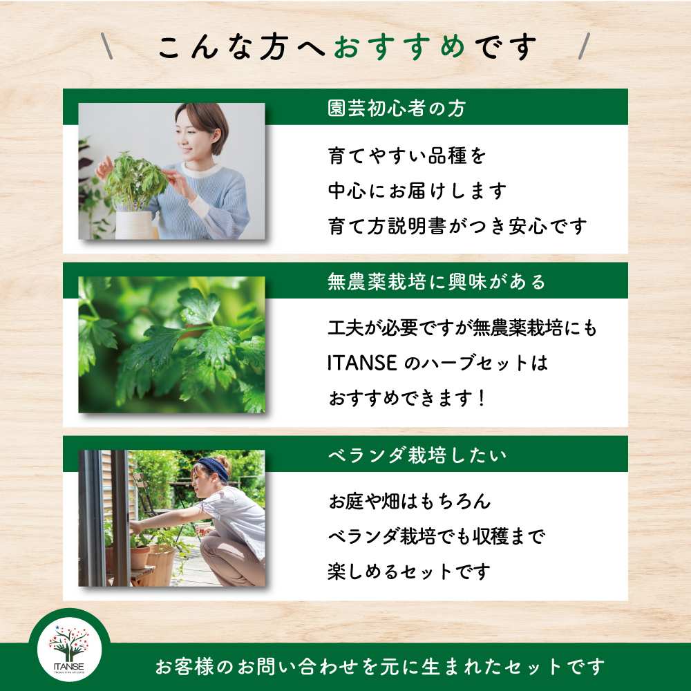 人気ハーブセット 【ハーブの苗 3号】｜ 【植物のITANSE】全品