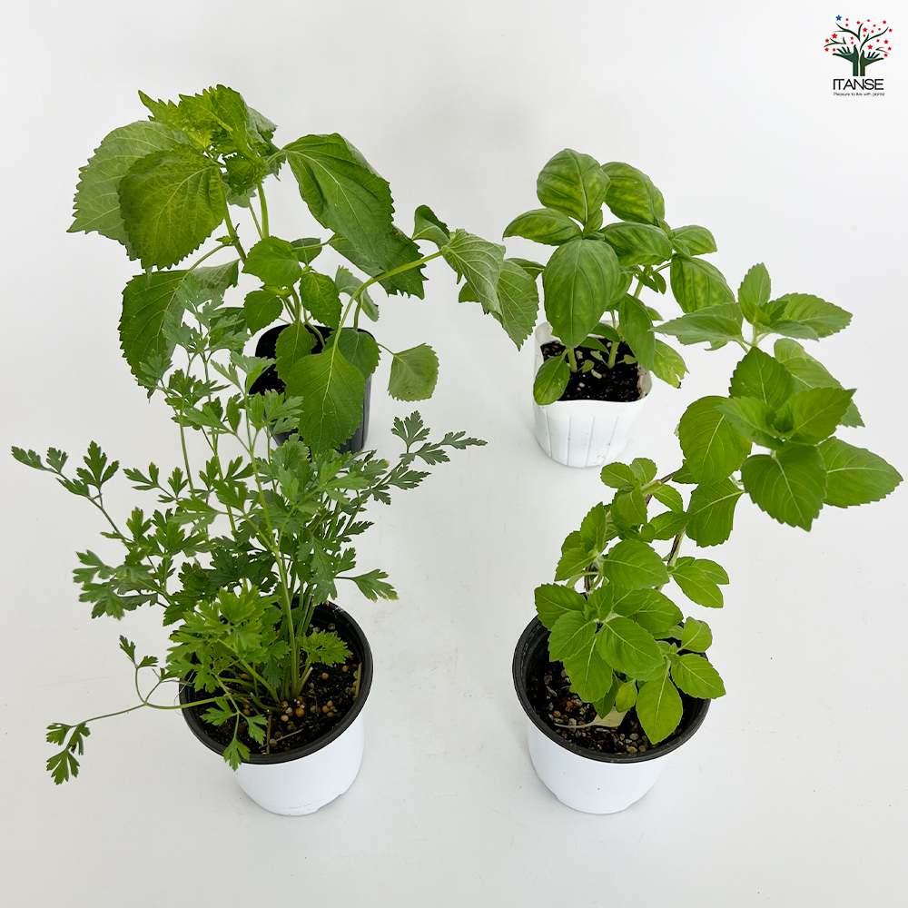 野菜ハーブ あしたば 苗20株 アシタバ苗20株 アシタバ苗20株 【公式通販】