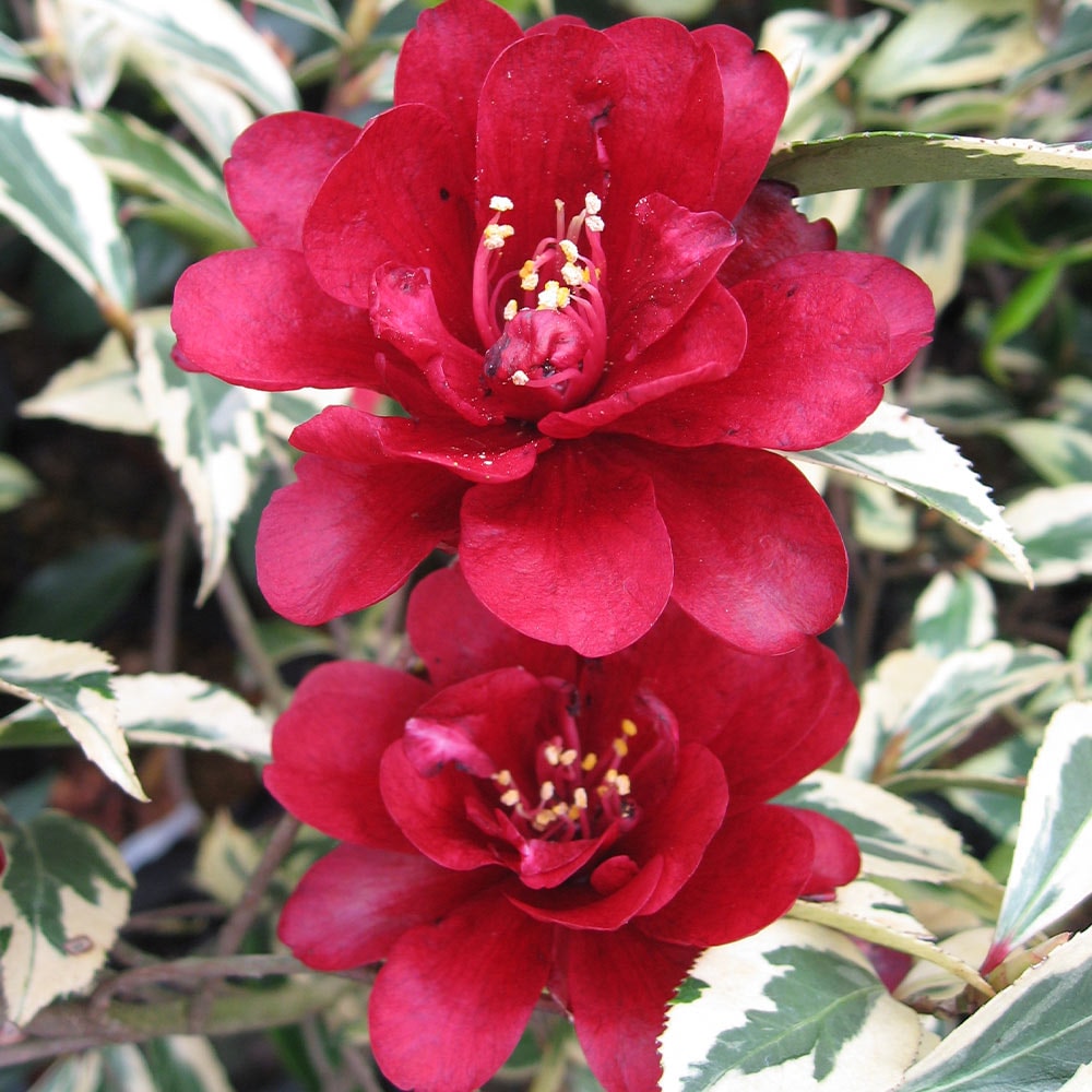 椿(ツバキ)の苗木 錦葉黒椿 【花木苗 3.5号】