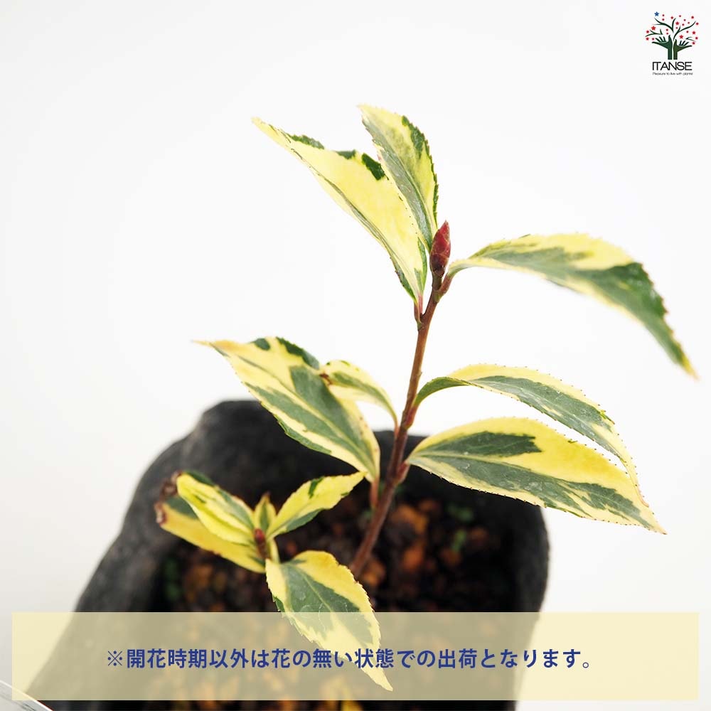 観音寺市 椿 ツバキ 花の咲く木 その１ 少し黒い葉 品種不明 植木 庭木 庭園 生垣にも 椿園オンラインショップ / 婆の木・ばあのき