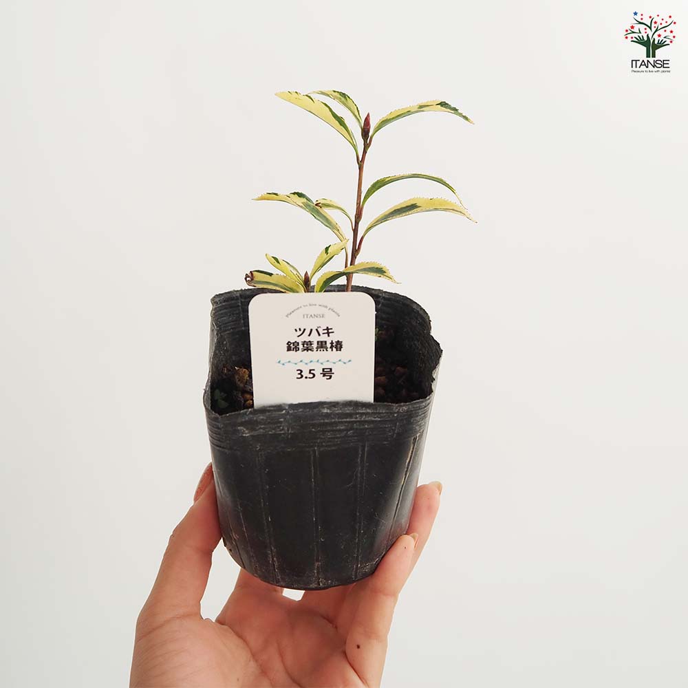 椿(ツバキ)の苗木 錦葉黒椿 【花木苗 3.5号】｜ 【植物のITANSE